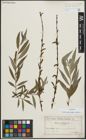 Foto von Salix alba subsp. vitellina (L.) Arcang.